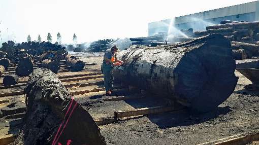 Image 2: The dimensions of the bog oak are once again clear at the Roser AG timber yard. Photo: Roser AG